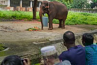 Delhi Zoo’s Lone African Elephant Shankar Died of Viral Heart Infection | Photo: PTI/Shashank Parade : representational image